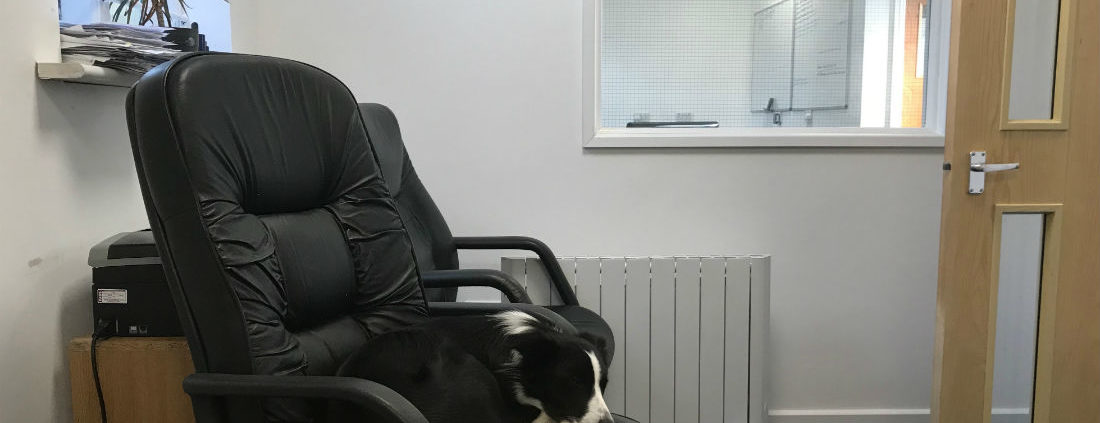 office dog sitting on office chair
